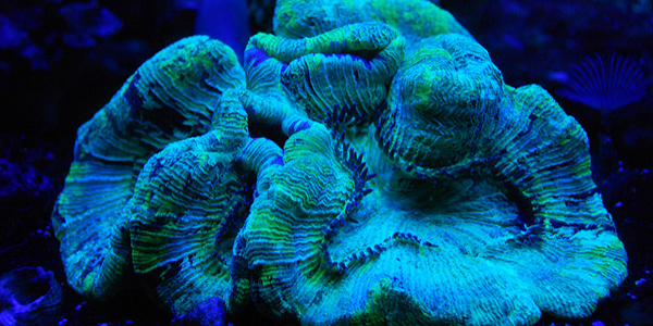 Ces extraordinaires coraux fluorescents