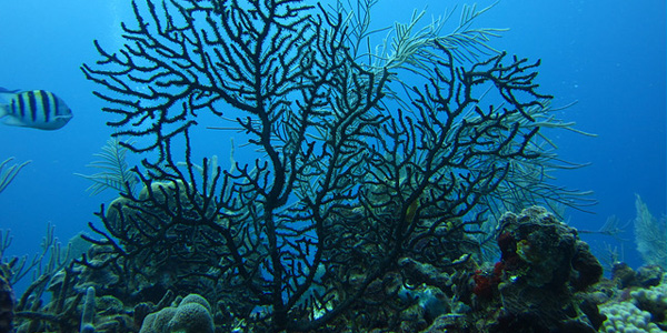 Le corail noir, aussi rare que précieux