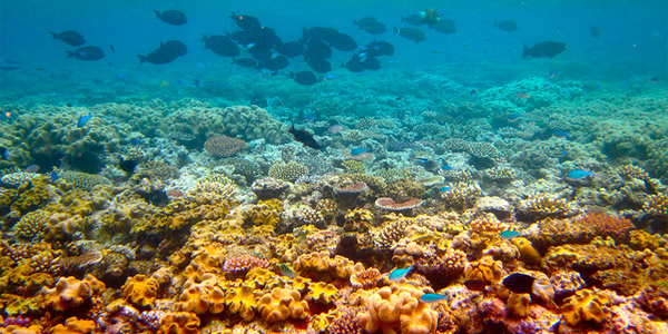 La Grande barrière de corail, une merveille menacée