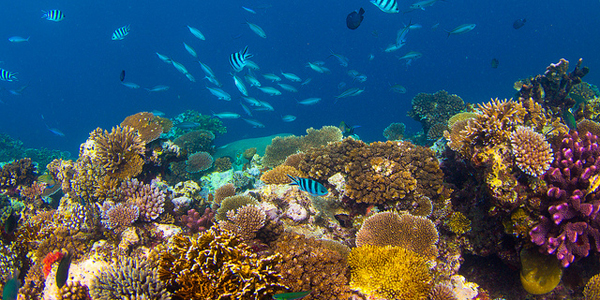 L'important rôle du corail pour les océans