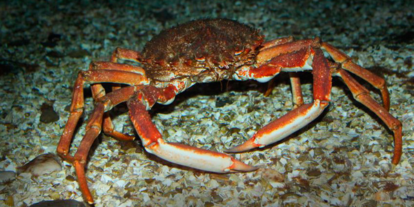 L'araignée de mer, un crabe pas comme les autres