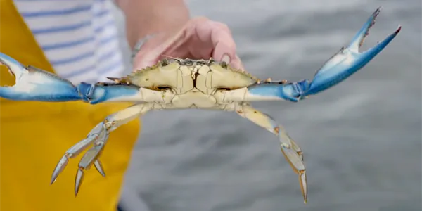Le crabe bleu, nouvel envahisseur indésirable en Méditerranée