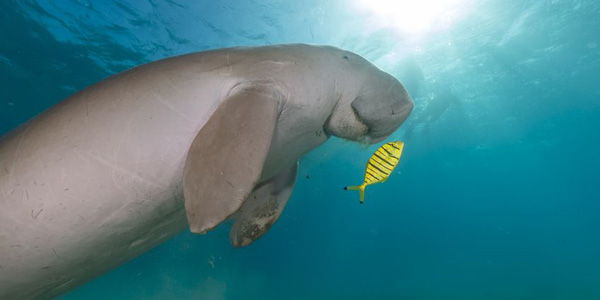 L'étonnant et placide dugong