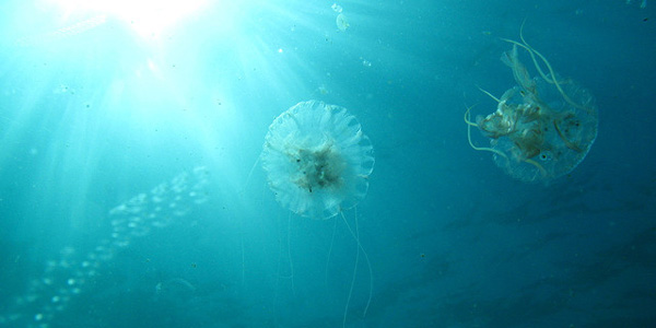 Cette faune transparente que cachent les océans
