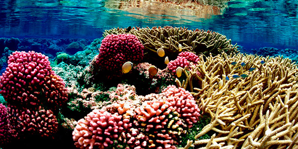 Des fermes marines au secours des coraux
