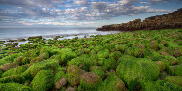 L'algue verte de Bretagne, bientôt du passé