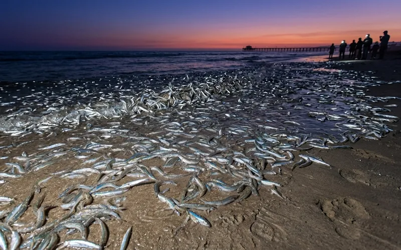 La grunion run, ou quand les poissons courent sur la plage