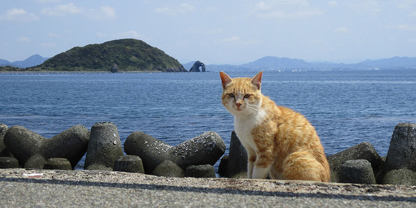 Nekojima, les surprenantes îles aux chats du Japon