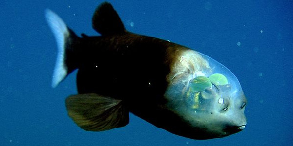 Macropinna, le poisson à tête transparente