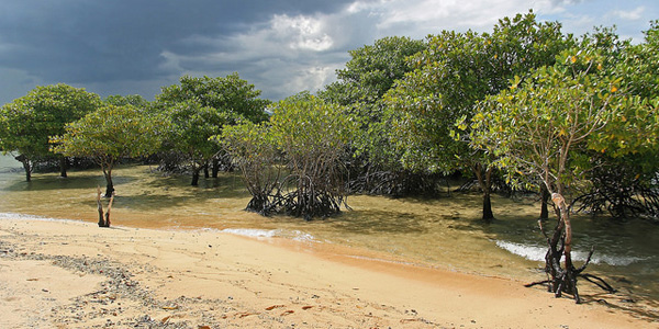 La mangrove et ses rôles vitaux dans l'écosystème