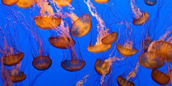La méduse à la conquête des océans