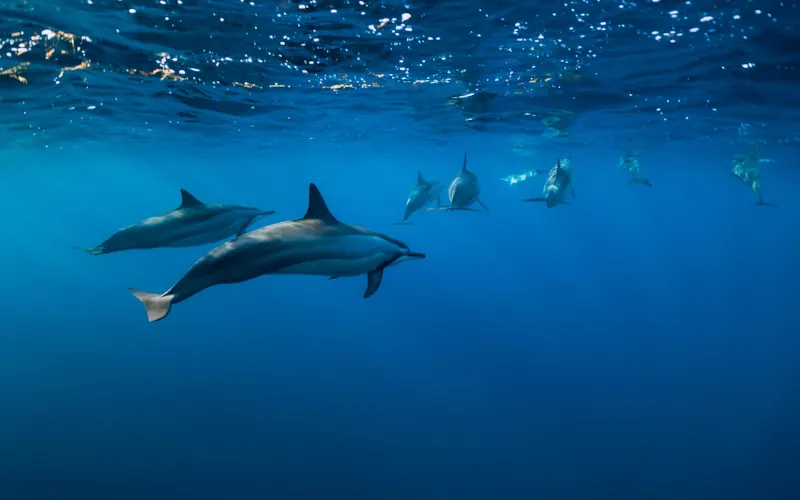 Les 10 meilleurs documentaires pour mieux comprendre l'océan et ses habitants