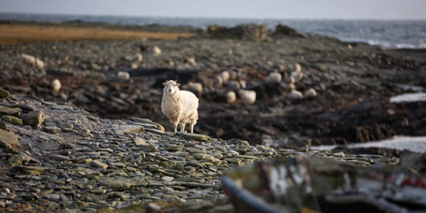 En Ecosse, ces moutons ne se nourrissent que d'algues