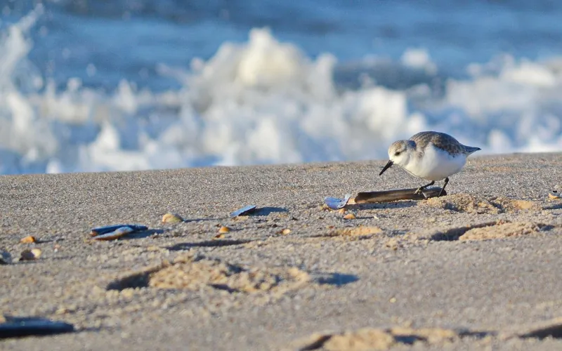 oiseau plage
