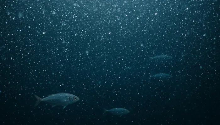 La neige marine, phénomène méconnu mais vital pour les océans