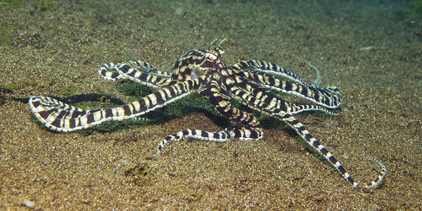 La pieuvre mimétique, un mollusque intelligent
