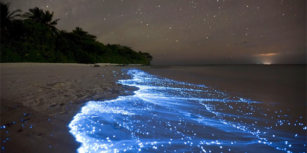 Des étoiles dans le sable : le secret des plages luminescentes
