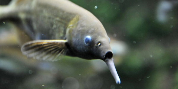 Le poisson-éléphant, un poisson qui a du nez