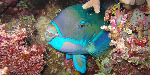 Le poisson-perroquet : on lui doit les plus belles plages !