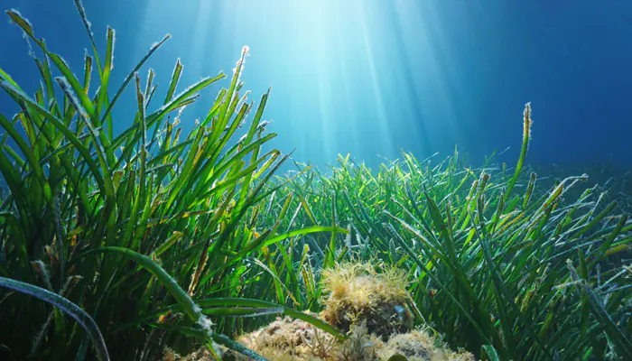 La posidonie, une plante essentielle aux mers et aux océans