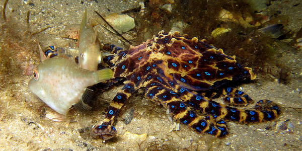 La pieuvre aux anneaux bleus, une beauté fatale