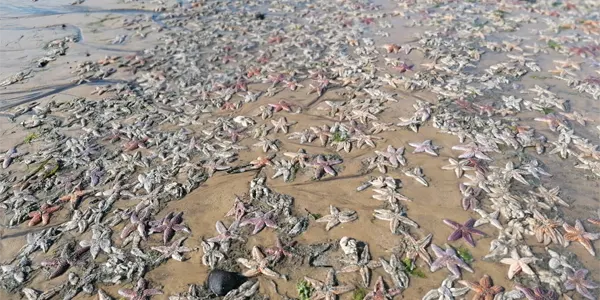 Pourquoi des milliers d'étoiles de mer s'échouent sur les plages ?