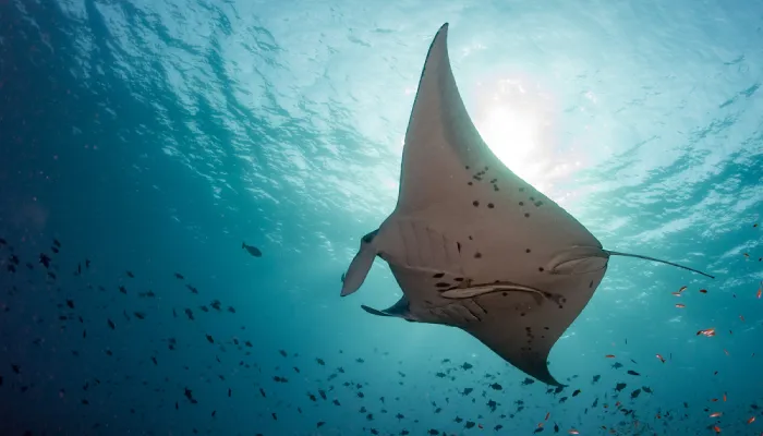 raie manta et remora