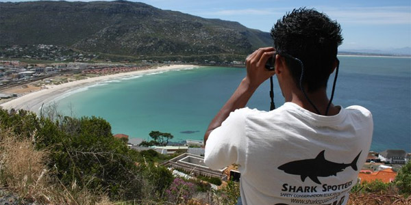Shark spotter : observateur de requins