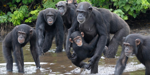 L'île aux singes du Libéria, territoire des chimpanzés