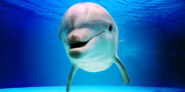 La fascinante intelligence du dauphin