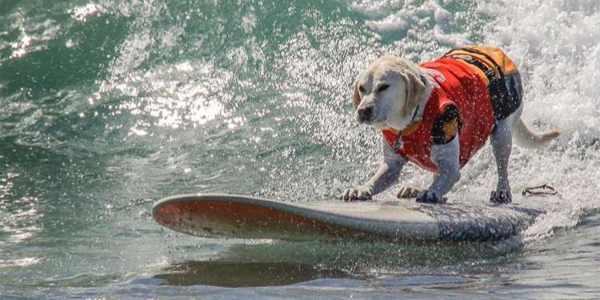 Les chiens surfeurs à l'honneur en Californie