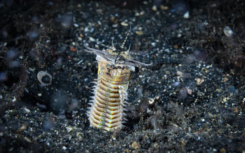 Voici le ver Bobbit, une terreur des fonds marins